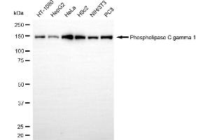 Western blotting analysis using phospholipase C gamma 1 antibody (ABIN7799824).