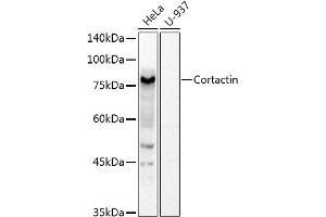 Western blot analysis of extracts of various cell lines, using Cortactin Rabbit pAb antibody (ABIN6127722, ABIN6139243, ABIN6139244 and ABIN6221478) at 1:1000 dilution. (Cortactin 抗体  (AA 214-513))