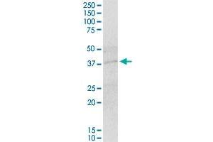 IER5 MaxPab polyclonal antibody. (IER5 抗体  (AA 1-327))