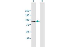 Western Blot analysis of DLG3 expression in transfected 293T cell line by DLG3 MaxPab polyclonal antibody. (DLG3 抗体  (AA 1-817))