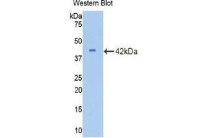 Western blot analysis of recombinant Mouse CDK2. (CDK2 抗体  (AA 5-346))
