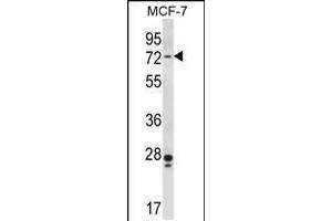 Western blot analysis in MCF-7 cell line lysates (35ug/lane). (PAK4 抗体  (AA 187-216))