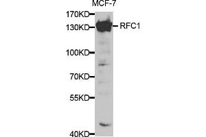 Western blot analysis of extracts of MCF-7 cells, using RFC1 antibody. (RFC1 抗体)