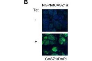 Immunofluorescence results of Rabbit Anti-CASZ1 Antibody. (CASZ1 抗体  (Internal Region))