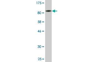 Western Blot detection against Immunogen (82. (PDZK1 抗体  (AA 1-519))
