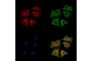 ABIN7094001 and ABIN7098045 staining HepG2 cells by IF/ICC. (SPRR3 抗体  (Internal Region))