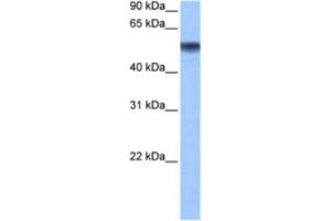 Western Blotting (WB) image for anti-Methionyl Aminopeptidase 2 (METAP2) antibody (ABIN2463504) (METAP2 抗体)