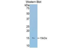 Western Blotting (WB) image for anti-RalA Binding Protein 1 (RALBP1) (AA 403-499) antibody (ABIN1860398) (RALBP1 抗体  (AA 403-499))