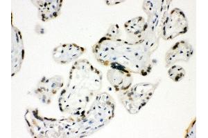 Anti- SP5 Picoband antibody, IHC(P) IHC(P): Human Placenta Tissue (SP5 抗体  (Middle Region))