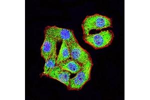Immunofluorescence analysis of Hela cells using TRIM29 mouse mAb (green). (TRIM29 抗体  (AA 451-588))