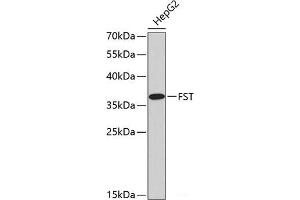 Western blot analysis of extracts of HepG2 cells using FST Polyclonal Antibody. (Follistatin 抗体)