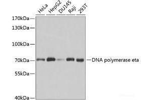Western blot analysis of extracts of various cell lines using DNA polymerase eta Polyclonal Antibody at dilution of 1:1000. (POLH 抗体)