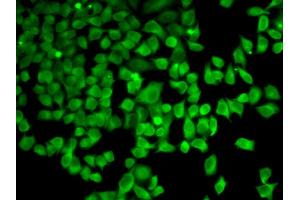 Immunofluorescence (IF) image for anti-Protein Kinase, AMP-Activated, alpha 1 Catalytic Subunit (PRKAA1) (AA 1-300) antibody (ABIN3021788)