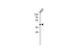 OL1-BH3 Domain Antibody 7361a western blot analysis in  cell line lysates (35 μg/lane). (APOL1 抗体  (AA 137-171))