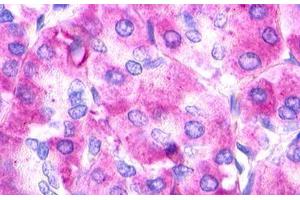 Image no. 1 for anti-Urotensin 2 Receptor (UTS2R) (N-Term) antibody (ABIN1049452) (UTS2R 抗体  (N-Term))
