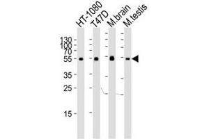 Western blot analysis of lysate from HT-1080, T47D cell line, mouse brain and testis tissue lysate using TUBA6 antibody at 1:1000. (TUBA1C 抗体  (N-Term))