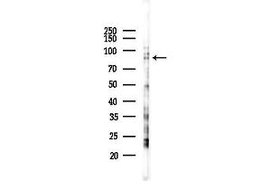 Western blot analysis of lysates from K562 cells(UV 30 min treatment), using Cullin 2 Antibody at 1/1000 dilution.