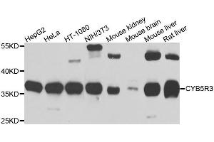 Western blot analysis of extracts of various cells, using CYB5R3 antibody. (CYB5R3 抗体)