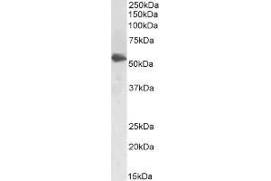 ABIN5539740 (1µg/ml) staining of Human Testes lysate (35µg protein in RIPA buffer).