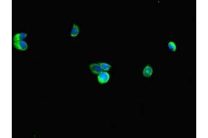 Immunofluorescent analysis of HepG2 cells using ABIN7151194 at dilution of 1:100 and Alexa Fluor 488-congugated AffiniPure Goat Anti-Rabbit IgG(H+L) (RNF4 抗体  (AA 1-103))