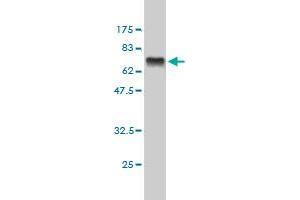 Western Blotting (WB) image for anti-C-terminal Binding Protein 1 (CTBP1) (AA 1-429) antibody (ABIN560518)