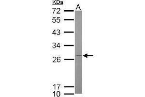 WB Image Sample (50 ug of whole cell lysate) A: mouse brain 12% SDS PAGE antibody diluted at 1:500 (ATP Synthase B1 (Center) 抗体)