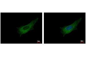 ICC/IF Image Pleckstrin antibody [C2C3], C-term detects PLEK protein at cytoplasm by immunofluorescent analysis. (Pleckstrin 抗体  (C-Term))