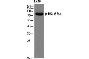 Western Blot (WB) analysis of L929 using p-HSL (S855) antibody. (LIPE 抗体  (pSer855))