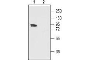 Western blot analysis of TRPV1 in rat DRG: - 1. (TRPV1 抗体  (3rd Extracellular Loop, Cys616))