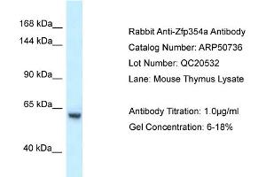 WB Suggested Anti-Zfp354a Antibody   Titration: 1. (ZNF354A 抗体  (C-Term))