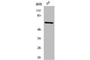 Western Blot analysis of 293 cells using PAF65α Polyclonal Antibody (TAF6L 抗体  (N-Term))