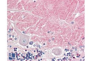 ABIN5539512 (5µg/ml) staining of paraffin embedded Human Cerebellum. (Contactin 1 抗体  (Internal Region))