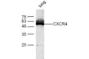 Mouse lung lysates probed with Anti-CXCR4 Polyclonal Antibody  at 1:5000 for 90 min at 37˚C. (CXCR4 抗体  (AA 201-294))