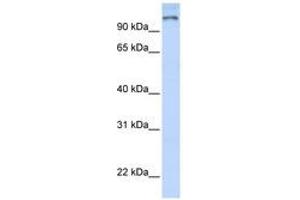 Image no. 1 for anti-Poly (ADP-Ribose) Polymerase Family, Member 9 (PARP9) (AA 144-193) antibody (ABIN6740354) (PARP9 抗体  (AA 144-193))