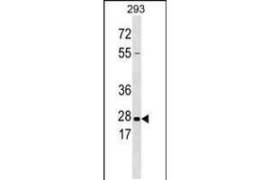Western blot analysis in 293 cell line lysates (35ug/lane). (Kallikrein 5 抗体  (AA 144-174))