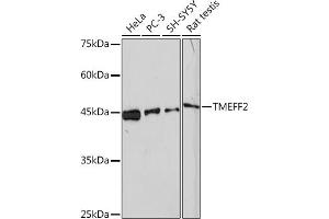 Western Blotting (WB) image for anti-Transmembrane Protein with EGF-Like and Two Follistatin-Like Domains 2 (TMEFF2) antibody (ABIN1682727)