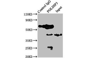 Western Blotting (WB) image for anti-Polymerase (DNA-Directed), delta Interacting Protein 3 (POLDIP3) (AA 100-221) antibody (ABIN7163852)
