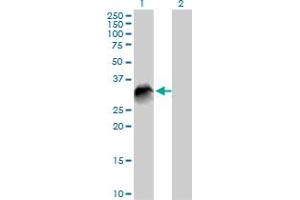 Western Blot analysis of VTI1B expression in transfected 293T cell line by VTI1B MaxPab polyclonal antibody.