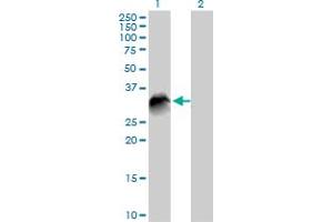 Western Blot analysis of VTI1B expression in transfected 293T cell line by VTI1B MaxPab polyclonal antibody. (VTI1B 抗体  (AA 1-232))