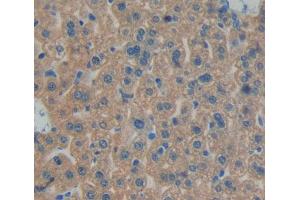 Used in DAB staining on fromalin fixed paraffin- embedded liver tissue (BPGM 抗体  (AA 85-216))