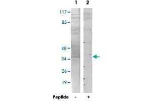 Western blot analysis of extracts from HT-29 cells, using PMEPA1 polyclonal antibody . (PMEPA1 抗体)