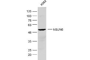 K562 lysates probed with NSUN6 Polyclonal Antibody, Unconjugated  at 1:300 dilution and 4˚C overnight incubation. (NSUN6 抗体  (AA 51-150))