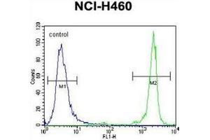 Flow cytometric analysis of NCI-H460 cells using GDF15 Antibody (N-term) Cat. (GDF15 抗体  (N-Term))