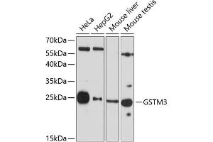 Western blot analysis of extracts of various cell lines, using GSTM3 antibody (ABIN6131967, ABIN6141470, ABIN6141471 and ABIN6223605) at 1:3000 dilution. (GSTM3 抗体  (AA 101-225))
