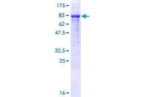 TBC1D22B Protein (AA 1-505) (GST tag)