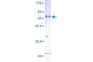 TOB2 Protein (AA 1-344) (GST tag)
