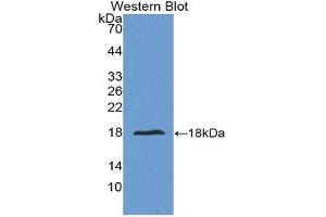Western Blotting (WB) image for anti-Interleukin 24 (IL24) (AA 51-206) antibody (ABIN1175466) (IL-24 抗体  (AA 51-206))
