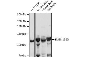 Western blot analysis of extracts of various cell lines, using TMEM132D antibody (ABIN7270954) at 1:1000 dilution. (TMEM132D 抗体  (AA 730-915))