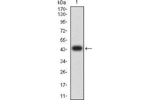 Western blot analysis using CKM mAb against human CKM (AA: 1-381) recombinant protein.