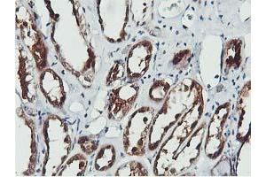 Image no. 8 for anti-CoA Synthase (COASY) antibody (ABIN1497556) (COASY 抗体)